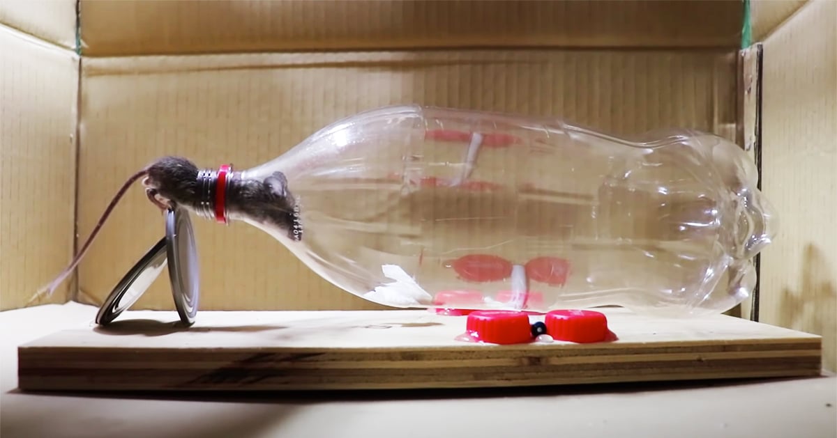 Water Bottle Mouse Trap /Rat Trap