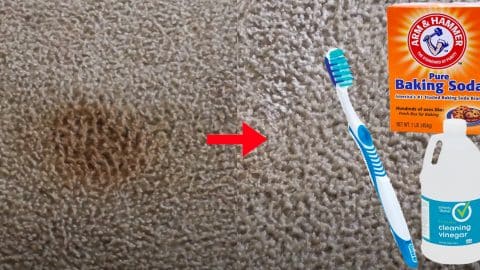 How To Remove Carpet Stains | DIY Joy Projects and Crafts Ideas