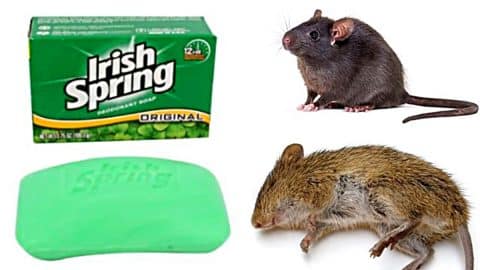 How To Get Rid of Mice and Rats With Irish Spring | DIY Joy Projects and Crafts Ideas