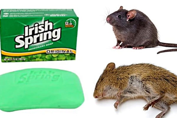 How To Keep out Mice With Irish Spring Soap - Easy Pest Control - Natural Rodent Control Ideas