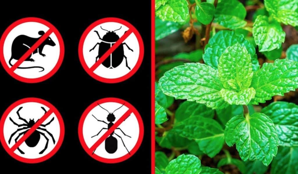 How To Keep Out Mice - How To Keep Out Spiders - Natural Pesticide Ideas
