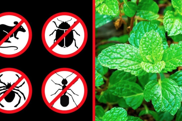How To Keep Out Mice - How To Keep Out Spiders - Natural Pesticide Ideas