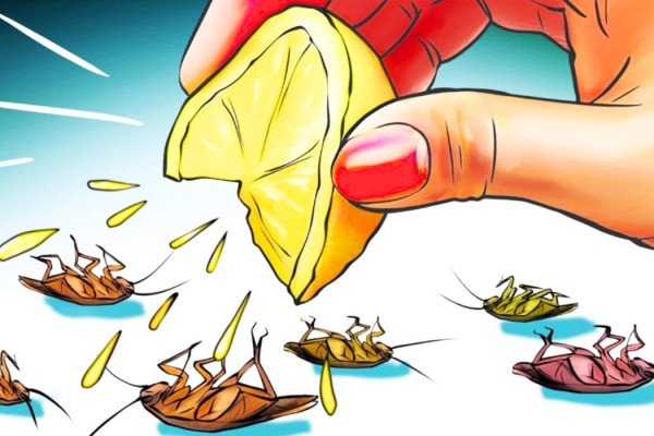 How To Get Rid Of Roaches Naturally - Natural Pesticide - Harmless Pest Control