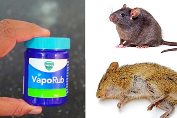 How To Make Natural Rodent Pest Control - Easy Way To Kill Mice - How To Kill Rodents In The Home