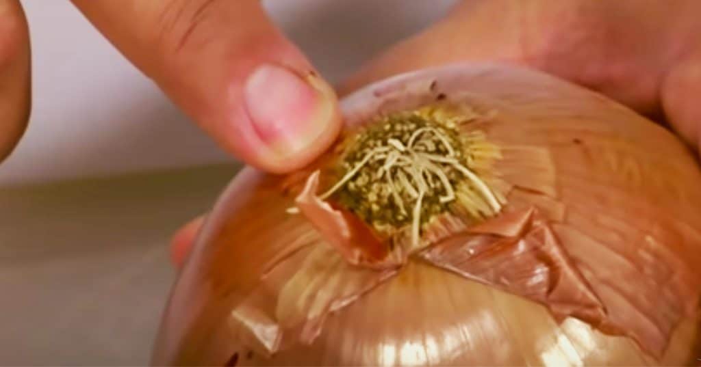 DIY Onion Cutting - Remove the bulb from onion to remove gas smell - Onion Cutting Hack
