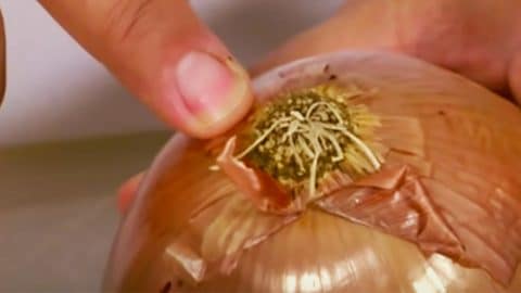 How To Cut Onions Without Crying | DIY Joy Projects and Crafts Ideas