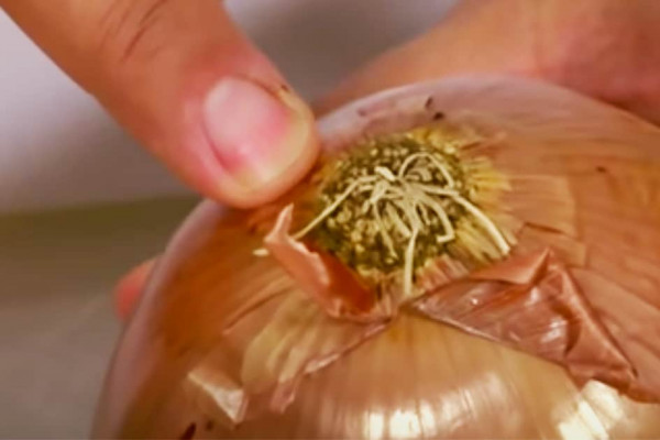 DIY Onion Cutting - Remove the bulb from onion to remove gas smell - Onion Cutting Hack