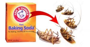 How To Get Rid Of Cockroaches With Baking Soda