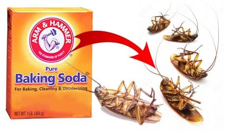 How To Get Rid Of Cockroaches With Baking Soda | DIY Joy Projects and Crafts Ideas