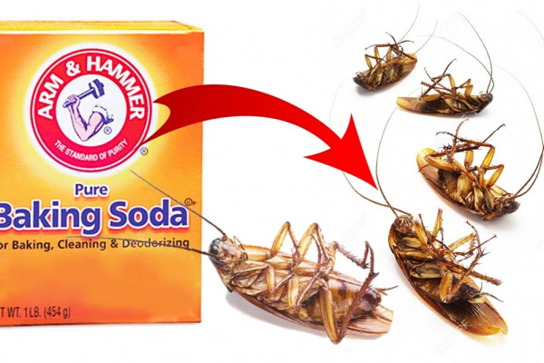 How To Get Rid Of Cockroaches With Baking Soda - DIY Cockroaches Bait - Natural Roaches Bait