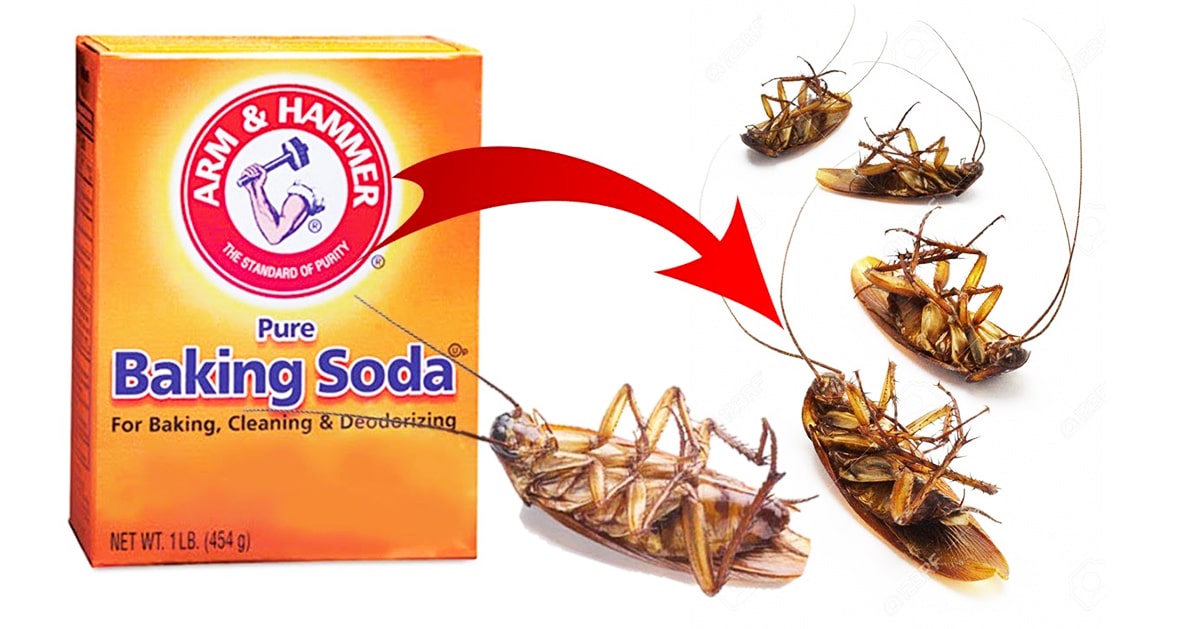 How To Get Rid Of Cockroaches: Use baking soda
