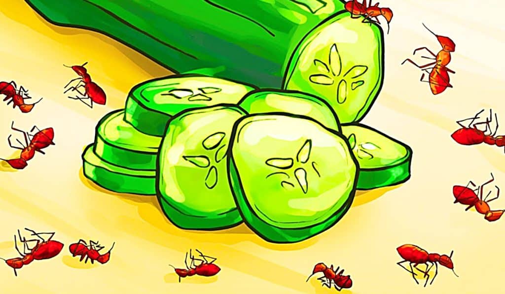How To Get Rid Of Ants Naturally - Natural Pest Control - Organic Ant Control - Make Organic Pesticide