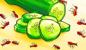 How to Rid the Home of Ants Naturally
