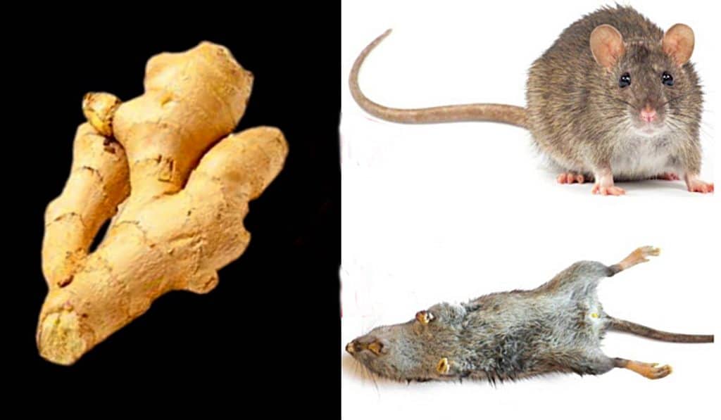 How To Make Mouse Bait - How To Kill Rats And mice With Ginger - How To Make Non Toxic Mice Repellent