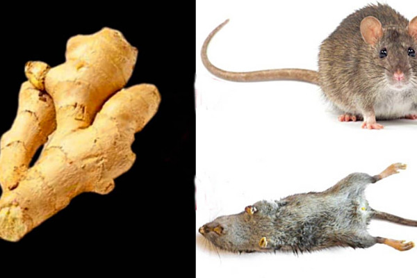 How To Make Mouse Bait - How To Kill Rats And mice With Ginger - How To Make Non Toxic Mice Repellent