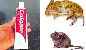 How To Kill Mice And Rats With Toothpaste