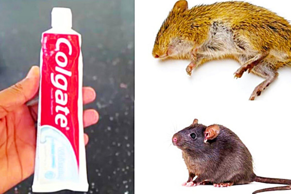 How To Kill Mice And Rats With Toothpaste - Easy Mice Bait Balls At Home - Toothpaste Rodent Repellent