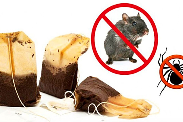 How To Rid The Home Of Mice And Spiders Using A Tea Bag - East Homemade Pest Control - Natural Pesticide Recipe