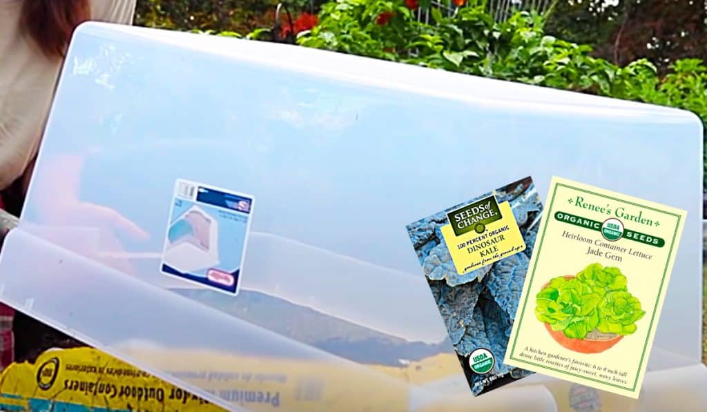 How To Grow Salad Greens All Winter Long - Easy Way To Grow Salad - How To Make A Mini Greenhouse