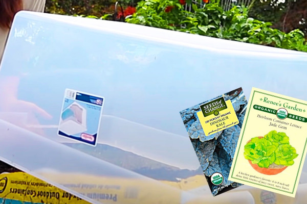 How To Grow Salad Greens All Winter Long - Easy Way To Grow Salad - How To Make A Mini Greenhouse