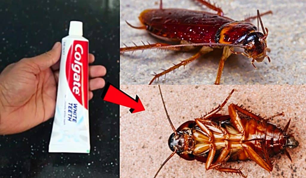How To Kill Roaches With Toothpaste - Natural Pesticide - Homemade Pesticide