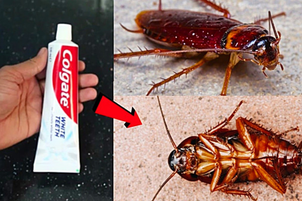 How To Kill Roaches With Toothpaste - Natural Pesticide - Homemade Pesticide