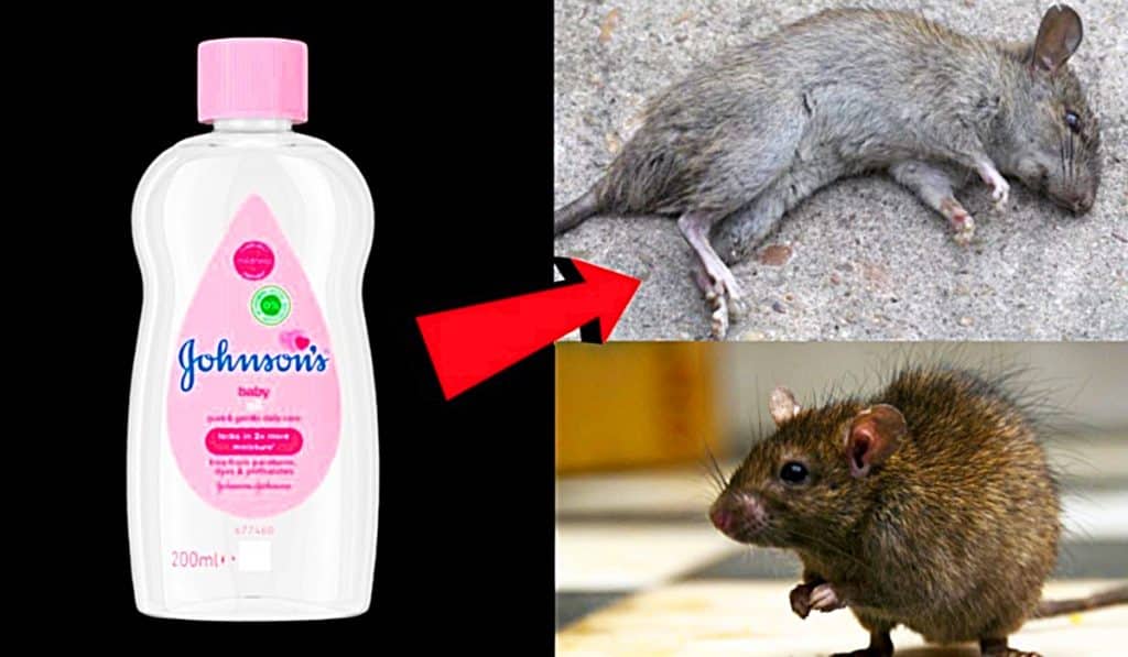 How To Kill Rats And Mice With Baby Oil - How To Make Pesticide At Home - Natural Pesticide - Non-Toxic Mice Killer