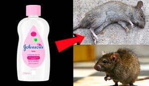 How To Kill Rats And Mice With Baby Oil