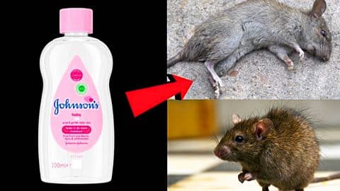 How To Kill Rats And Mice With Baby Oil | DIY Joy Projects and Crafts Ideas