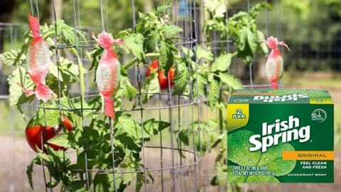 Irish Spring Soap Keeps Critters Out of the Yard and Garden | DIY Joy Projects and Crafts Ideas