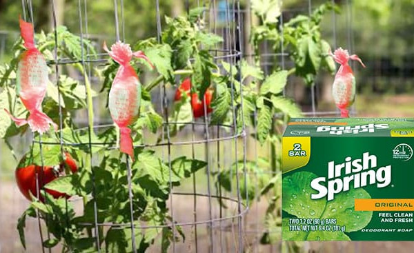 Irish Spring Soap Gardening Hack - Hack For Gardening