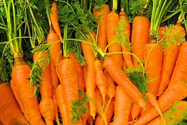 How To Grow Carrots In A Bucket - Easy Ways To Grow Carrots - Grow Vegetables At Home