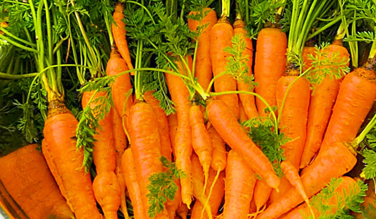 How To Grow Carrots In A Bucket | DIY Joy Projects and Crafts Ideas