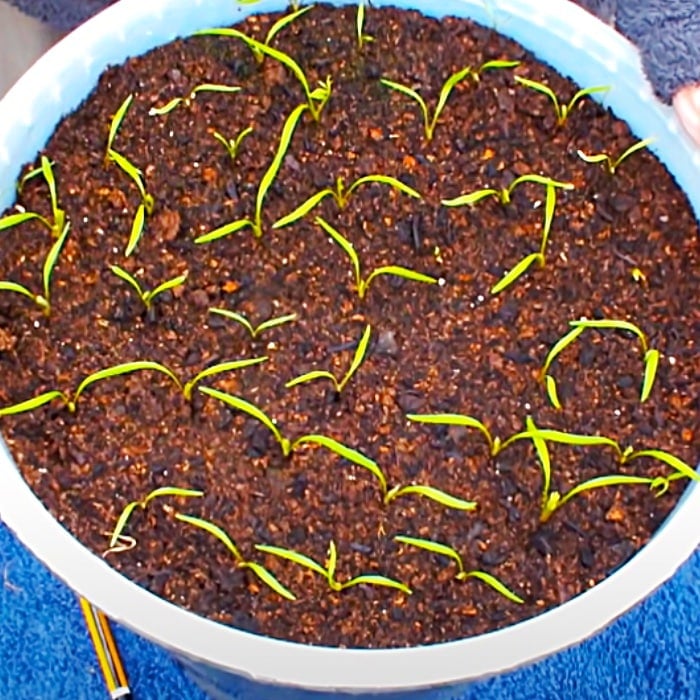 How To Grow Carrots In A Bucket - Easy Ways To Grow Carrots - Grow Vegetables At Home