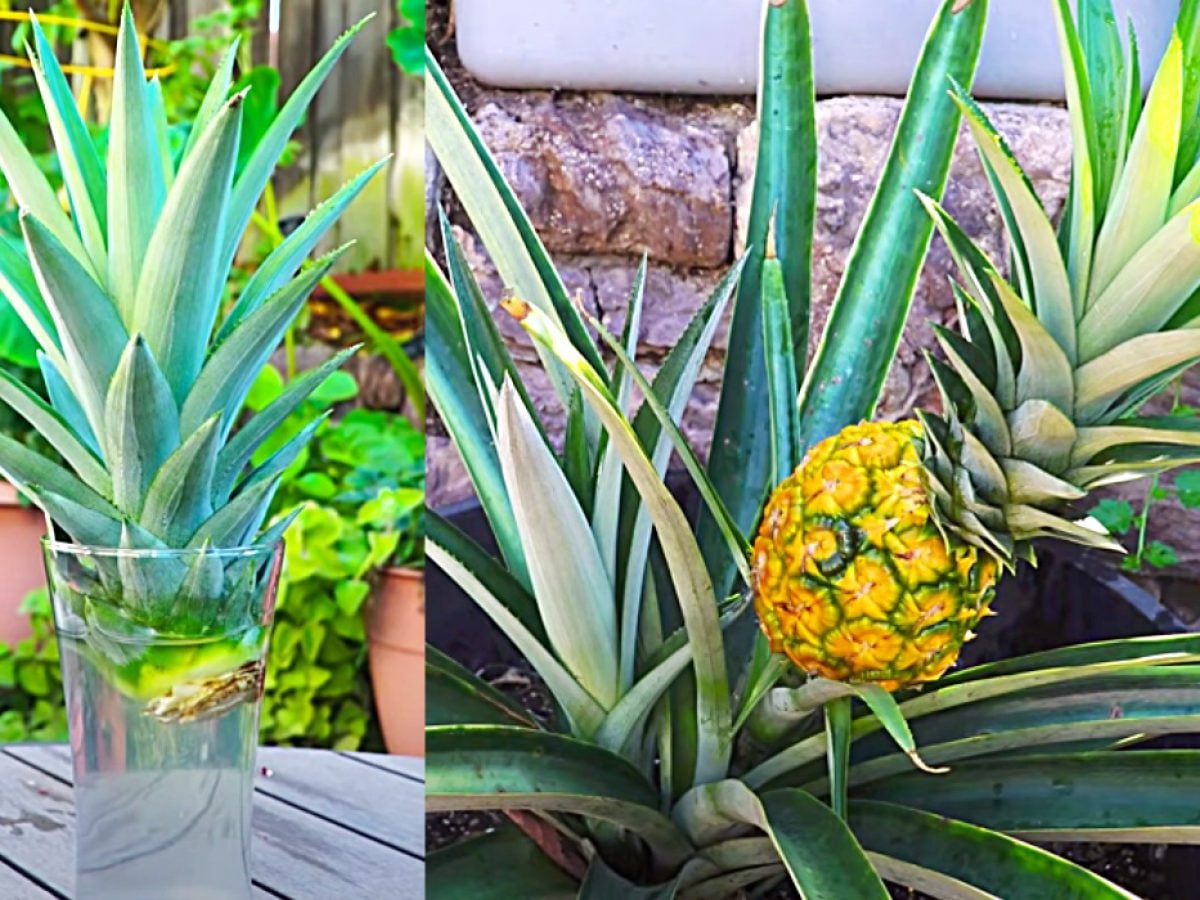 How To Regrow Pineapple In Containers - DIY Joy
