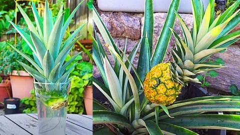 How To Regrow Pineapple In Containers | DIY Joy Projects and Crafts Ideas