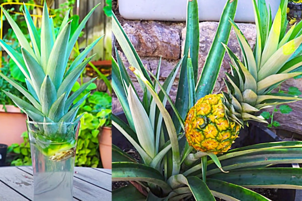 How To Grow Pineapples In Containers - Easy Way To Grow Pineapple Tops - How To Regrow A Pineapple From A Pineapple Top