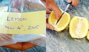 How To Grow A Lemon Tree From Seeds