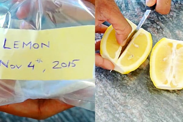 How To Grow A Lemon tree From Seeds - Easy Way To Harvest Lemon Seeds - Seed Storage ideas