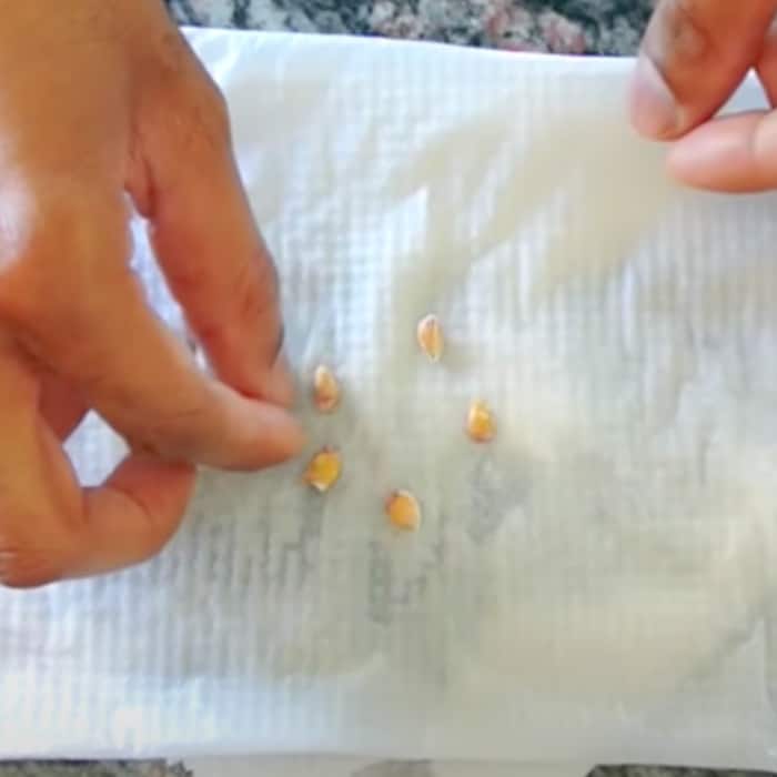 How To Grow A Lemon tree From Seeds - Easy Way To Harvest Lemon Seeds - Seed Storage ideas