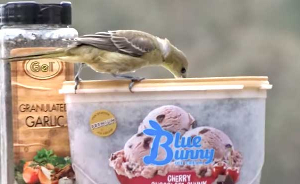 Blue Bunny Bird Feeder - DIY Bird Feeder