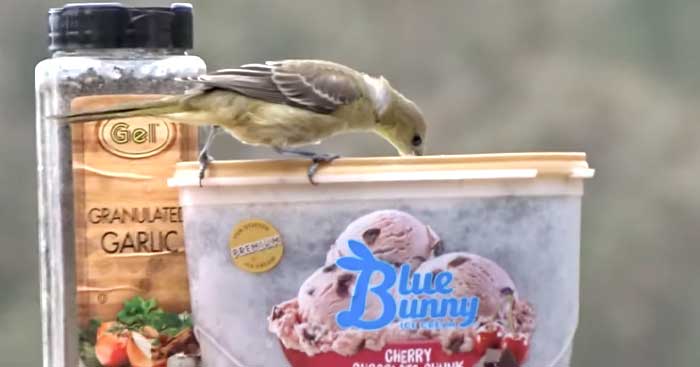 Easy DIY Hummingbird Feeder From Ice Cream Carton | DIY Joy Projects and Crafts Ideas