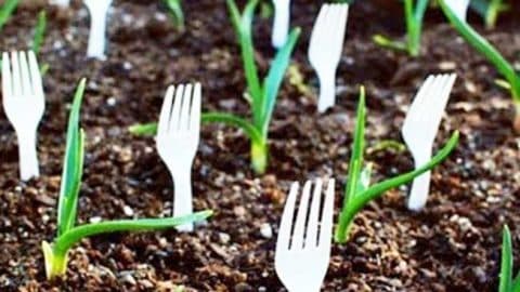 Keep Animals Out Of The Garden With Plastic Forks | DIY Joy Projects and Crafts Ideas
