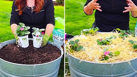 How To Grow Strawberries In Containers | DIY Joy Projects and Crafts Ideas