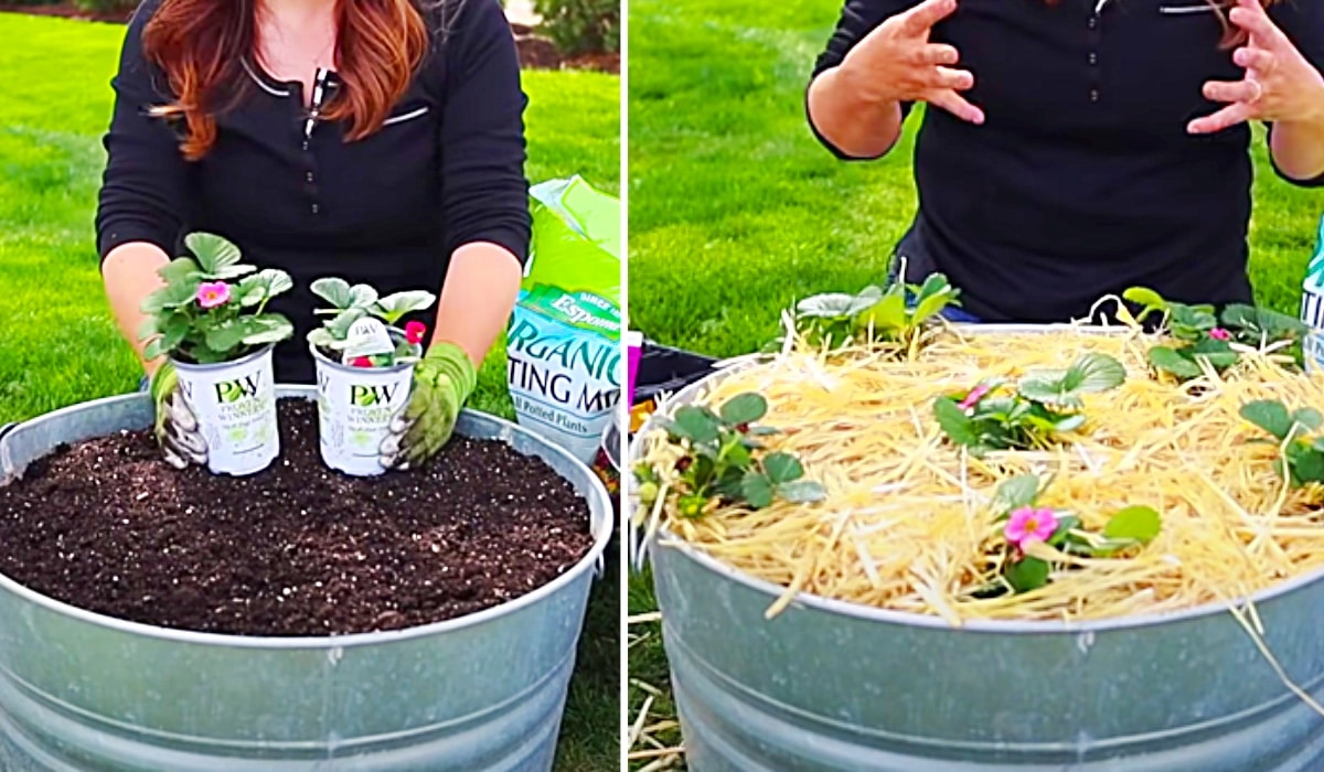 How To Grow Strawberries In Containers | DIY Joy Projects and Crafts Ideas