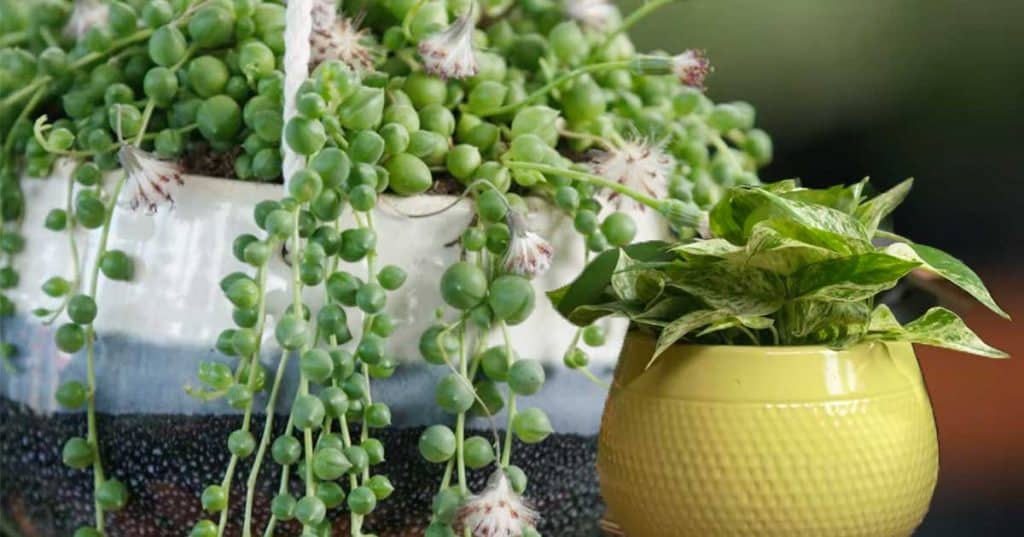 Re-Plant Indoor House Plants - Indoor Plants Tips