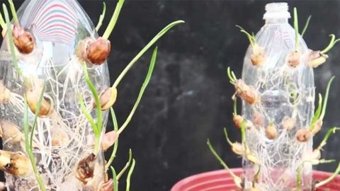Grow Garlic In A Soda Bottle | DIY Joy Projects and Crafts Ideas