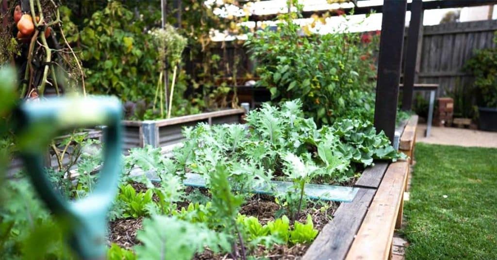 Eggshell Solution - Healthy Garden Hack