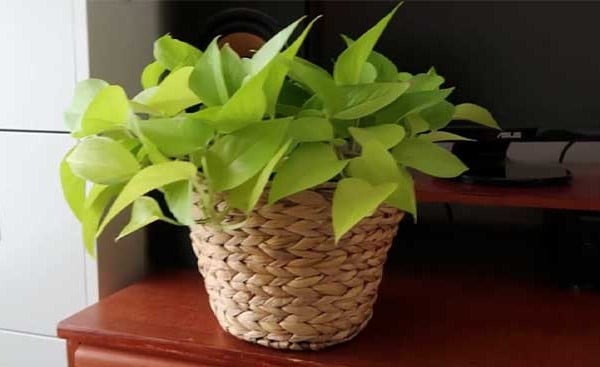 Hemp Rope Covered Houseplant - Garden hacks