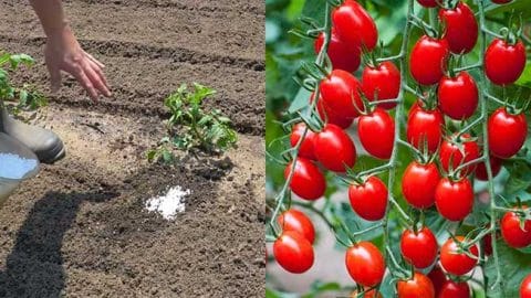 How to Grow Stronger Tomato Plants | DIY Joy Projects and Crafts Ideas